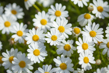 argyranthemum frutescens