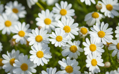 argyranthemum frutescens