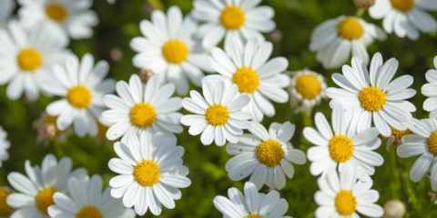 argyranthemum frutescens