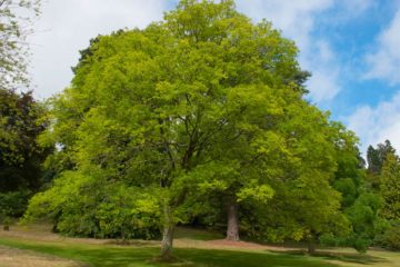 zelkova