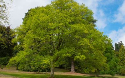 zelkova