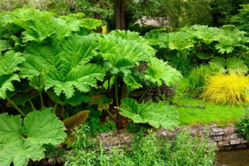 gunnera