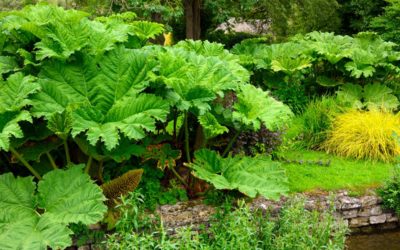 gunnera