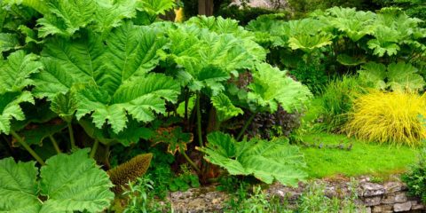 gunnera