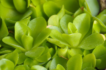 pinguicula