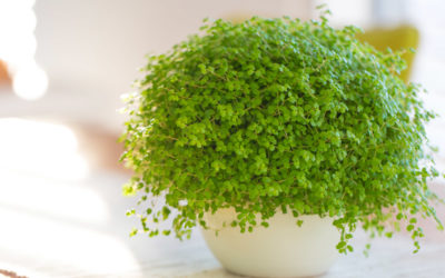 Soleirolia soleirolii