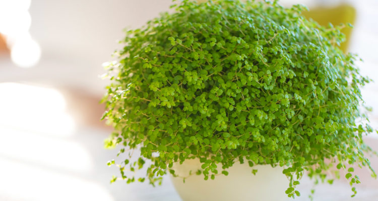 Soleirolia soleirolii