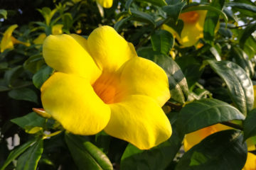 allamanda