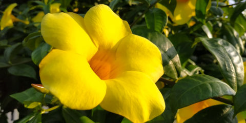 allamanda