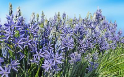 camassia
