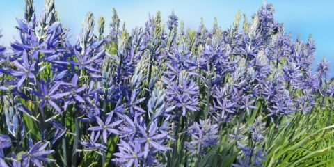 camassia