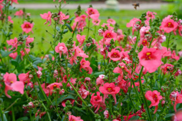 diascia