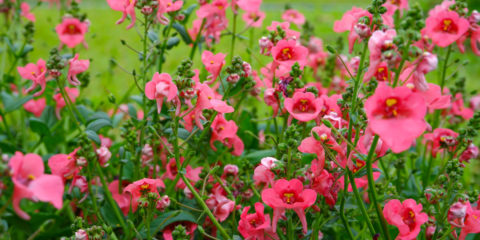 diascia