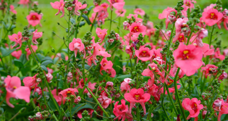 diascia
