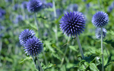 echinops sphaerocephalus