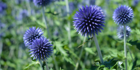 echinops sphaerocephalus