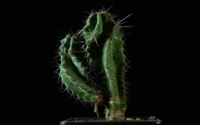 polaskia chichipe