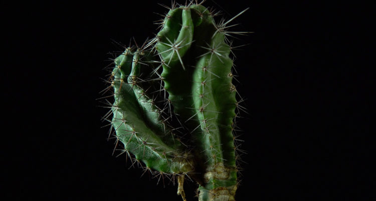 polaskia chichipe