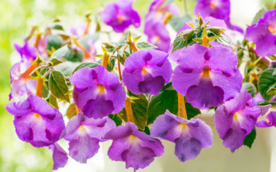 achimenes