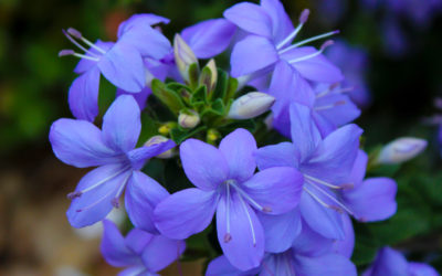 fiori di zaffiro