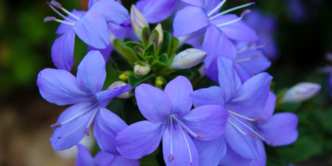 fiori di zaffiro