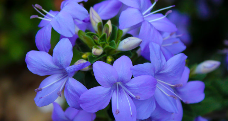 fiori di zaffiro