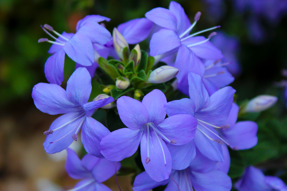 fiori di zaffiro