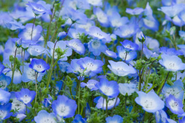 nemophila menziesii