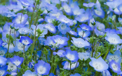 nemophila menziesii