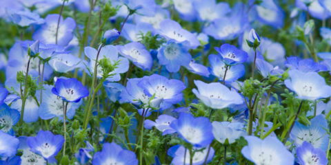 nemophila menziesii