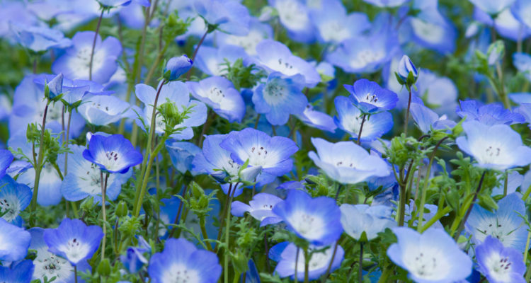 nemophila menziesii