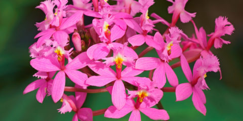 epidendrum