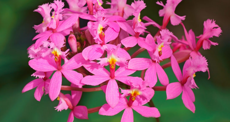 epidendrum