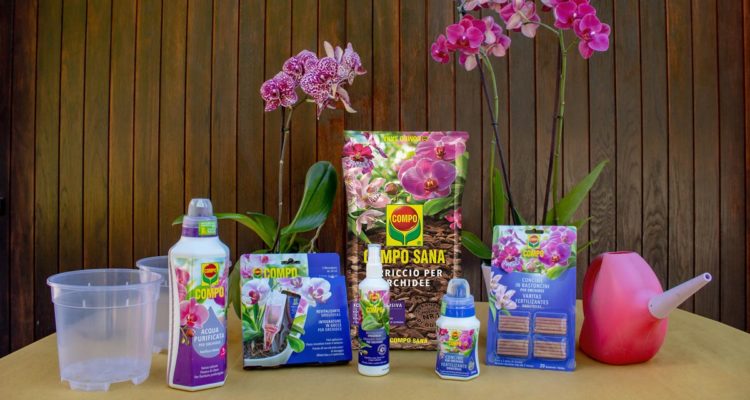 Concimare le orchidee con i prodotti COMPO