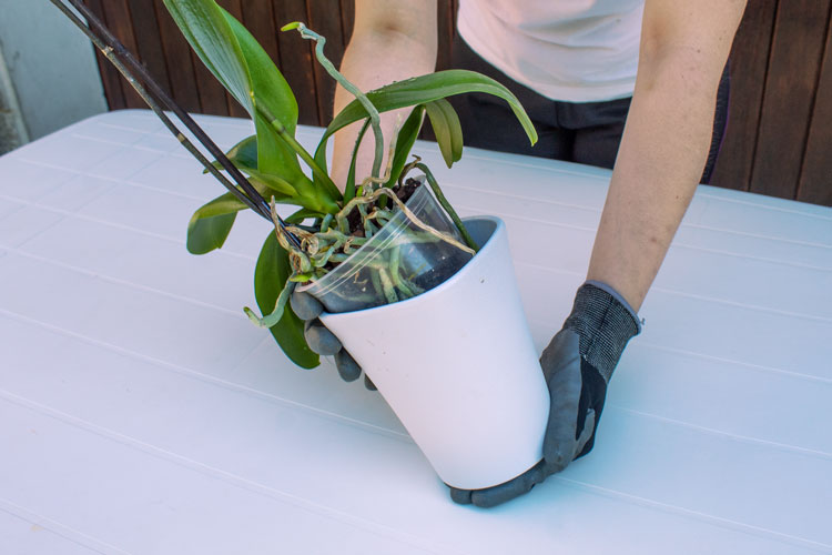 Vaso trasparente per orchidee  Materiali per la coltivazione delle  orchidee.