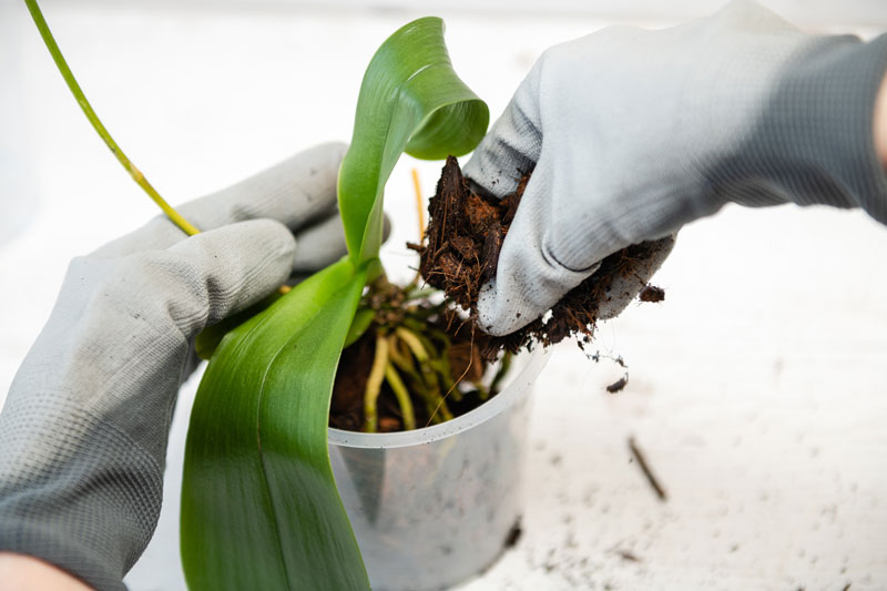 Terriccio per orchidee  Caratteristiche e scelta