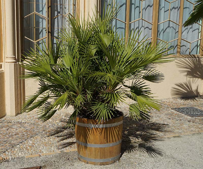 Palme da Giardino Resistenti al Freddo