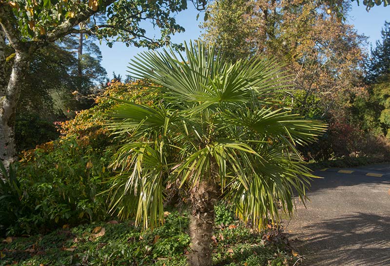 Palme da Giardino Resistenti al Freddo