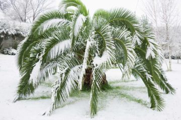 Palme da Giardino resistenti al freddo