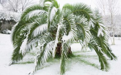 Palme da Giardino resistenti al freddo
