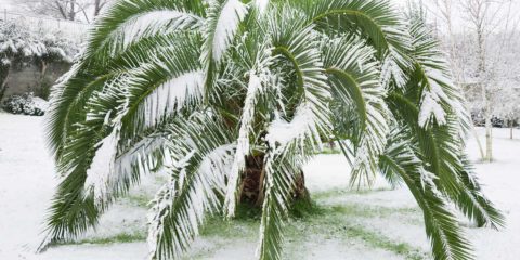 Palme da Giardino resistenti al freddo