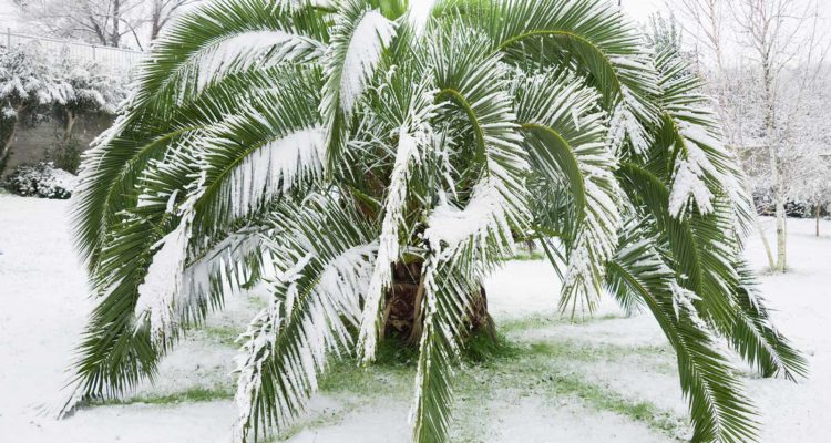 Palme da Giardino resistenti al freddo