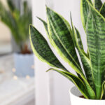 Sansevieria