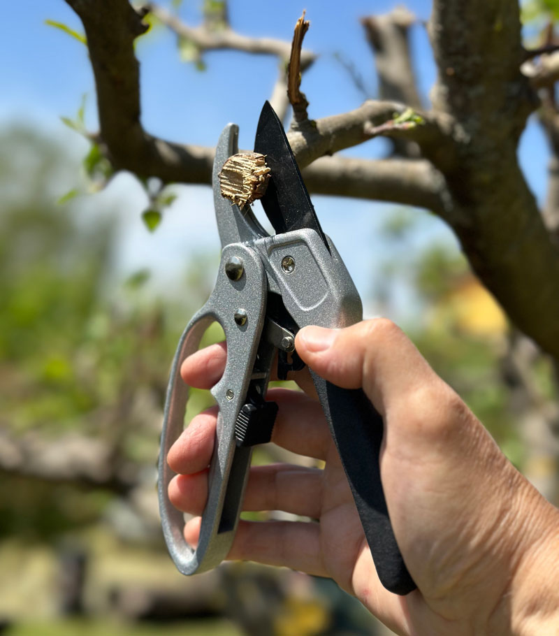 WOLFSFELLER 3 paia di guanti da giardinaggio robusti e confortevoli da  donna e da giardinaggio, da uomo, taglia 10, guanti da giardino, guanti da