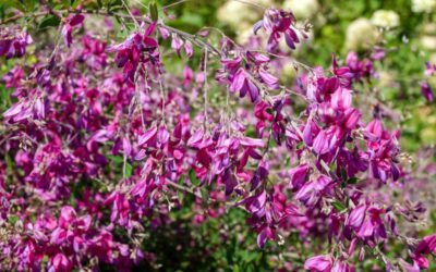 Lespedeza thunbergii