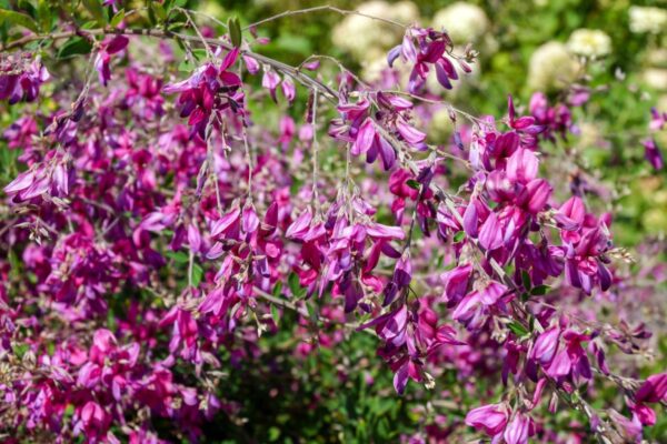 Lespedeza thunbergii