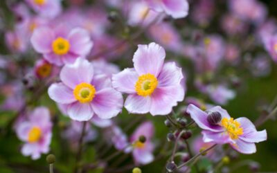 anemone giapponese