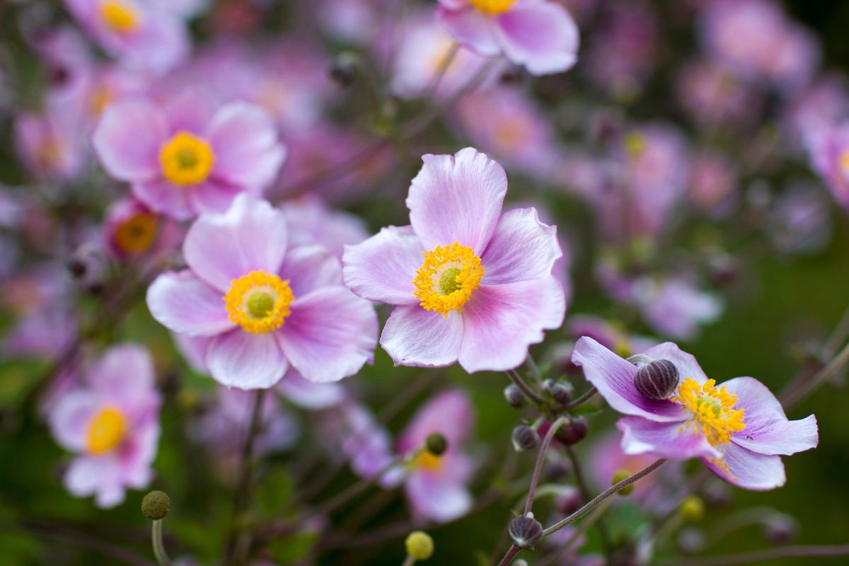 anemone giapponese