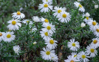 Aster novi belgii