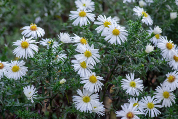 Aster novi belgii